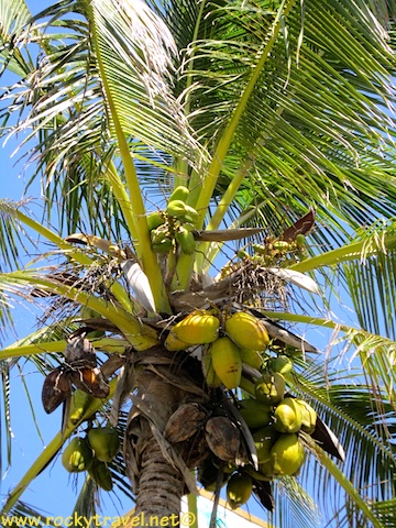 CocospalmYeppoonbeach