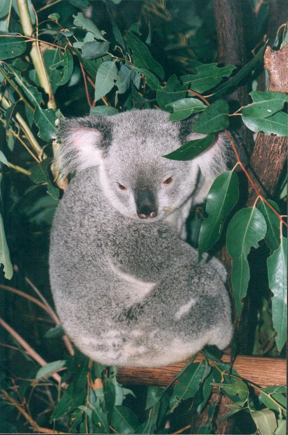 Australia_Koala