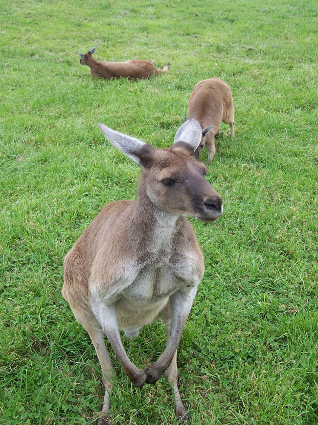Kangaroo, the most popular Australian animal kangarooweb
