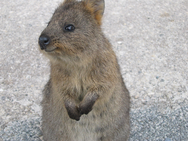 Quokka, Rottnest Island quokkaweb