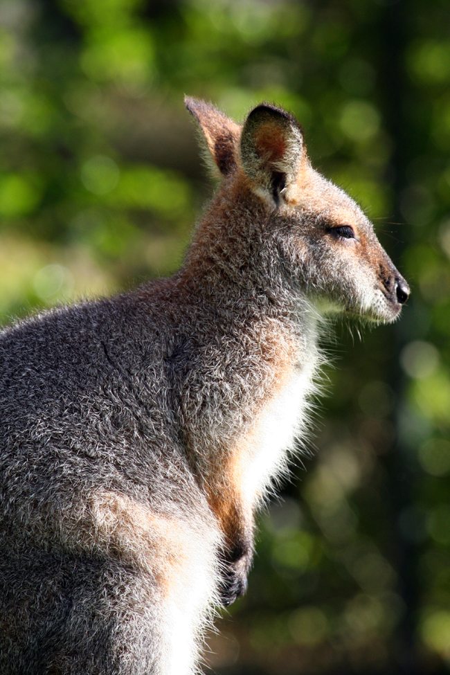 wallaby
