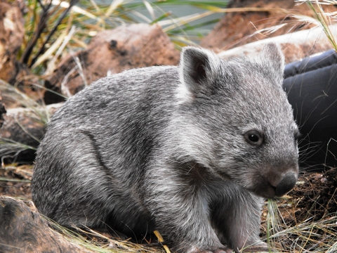 wombat