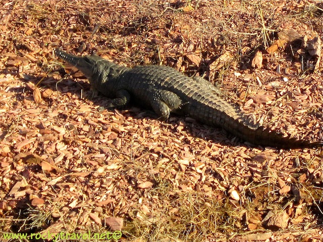 Freshwater_Croc_on_lake_argyle
