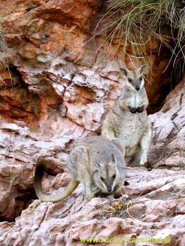 Rock Wallabies on Lake Argyle Rock_Wallabies_on_lake_argyle