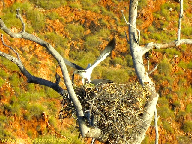 Whitebrestedeagle_nest