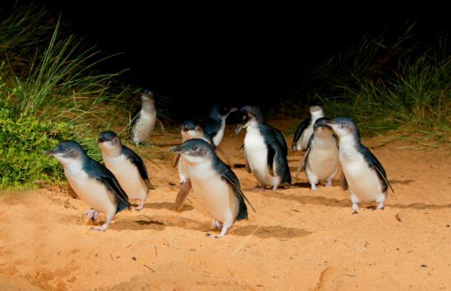 Penguin Night Parade pinguins_in_the_night
