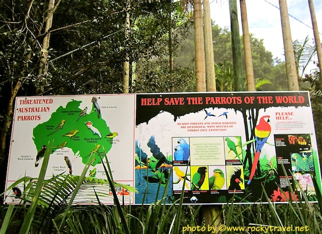 Help Save the Parrots of the World Australiazooparrotsboard