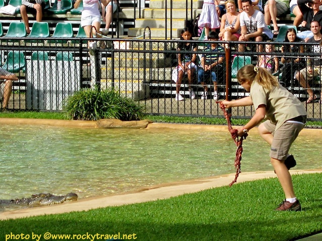 Bindi feeding a Saltwater Croc Bindi