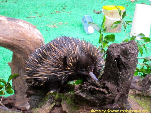 Echidna at Australia Zoo Echidnaaustraliazoo