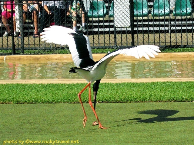 Swooping Australian Bird australiazoobirdsshow