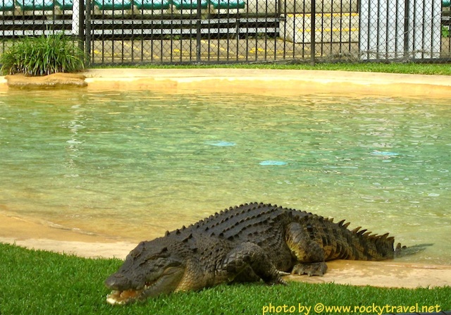Australia Zoo Saltwater Croc crocaustraliazoo