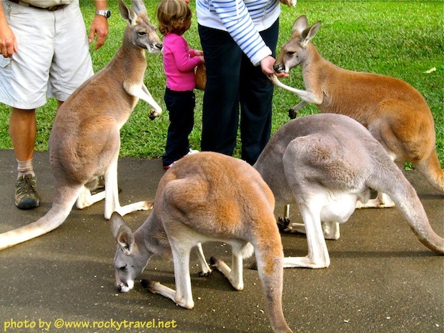 Hand-feeding Kangaroos at Australia Zoo feedingkangaroos