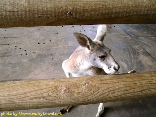 Roo in Rest Area rooinrestaarea