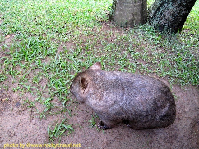 Cute Little Wombat at Australia Zoo wombataustraliazoo