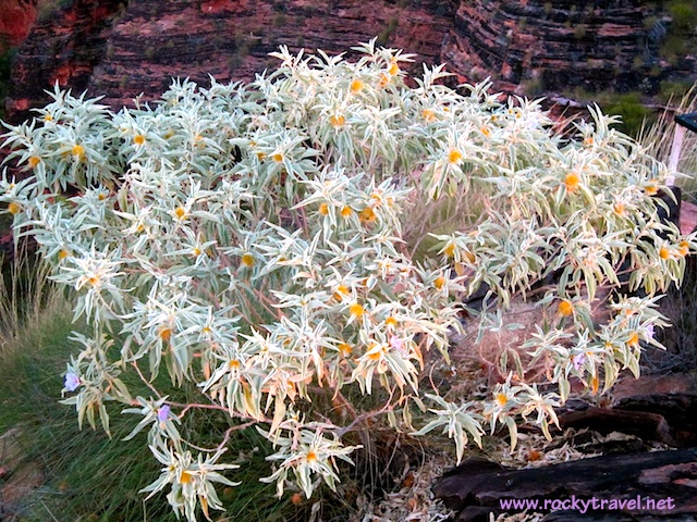 Hidden Valley Vegetation Kununurra HiddenValleyVegetation